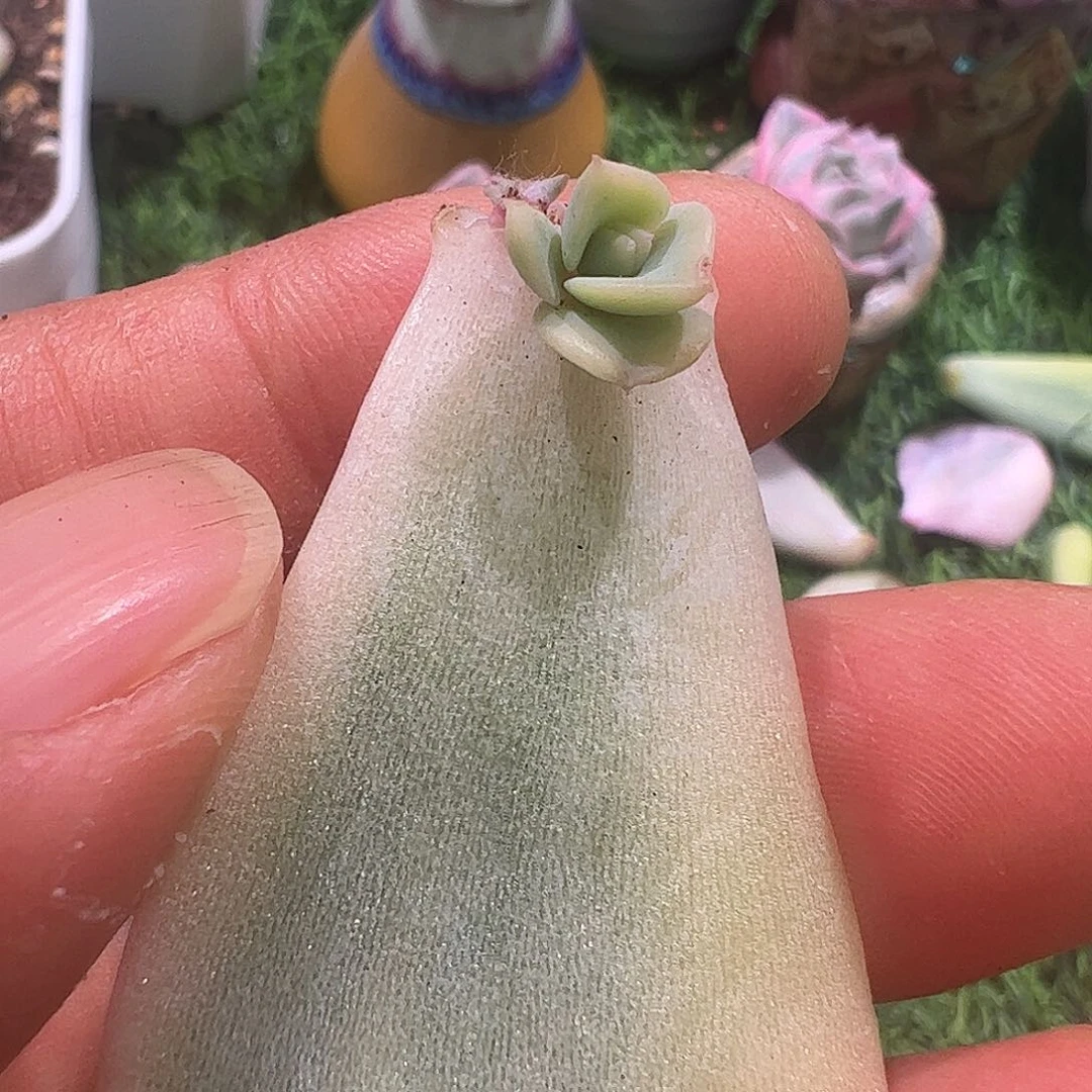 我***。多肉植物多肉植物