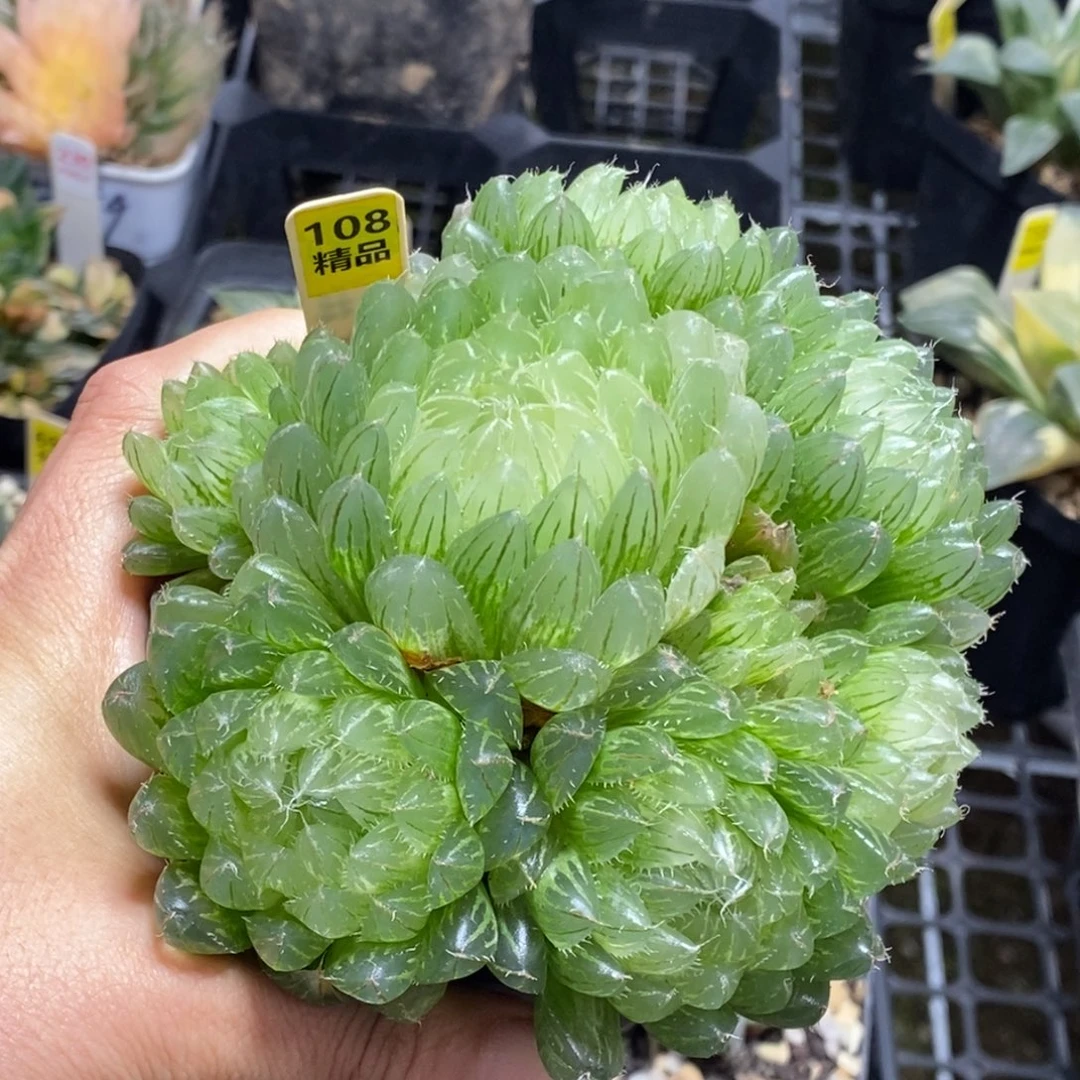 108号手捧花多肉翠云