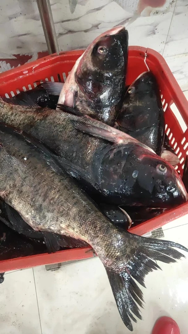 花鲢鱼 莲鱼东北浑江淡水鱼