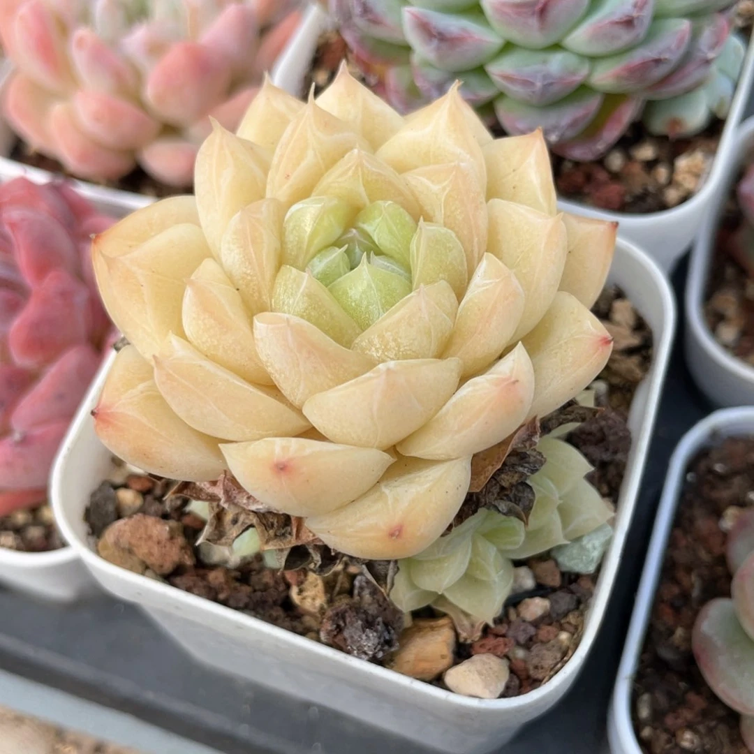 优选奶油蛋糕854