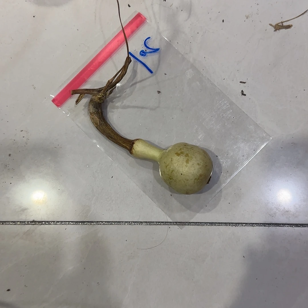 菩***子青皮不包成青皮不包成