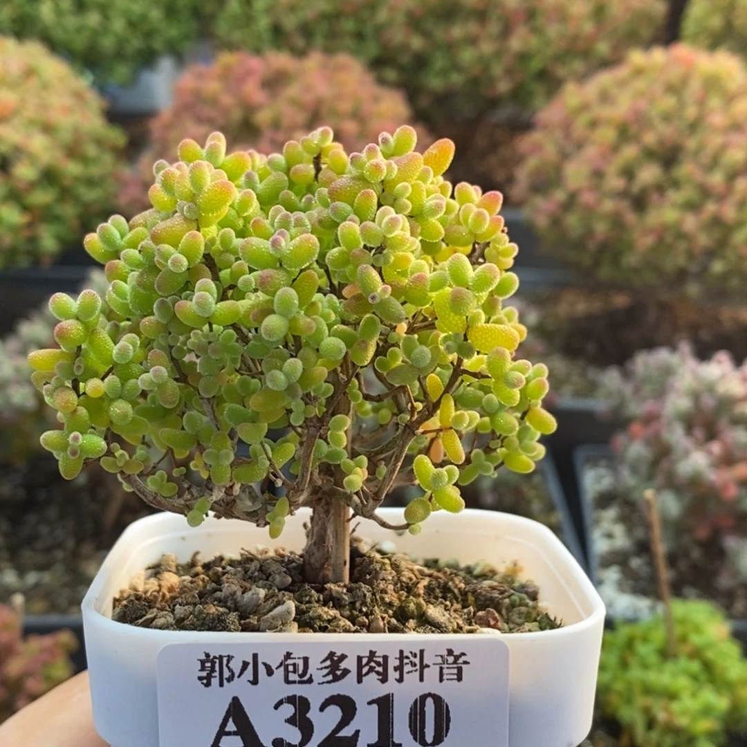 金橘糖球3210枝干番杏