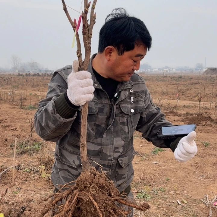 【闪购商品】当前无花栽培后可以开花黄冠26