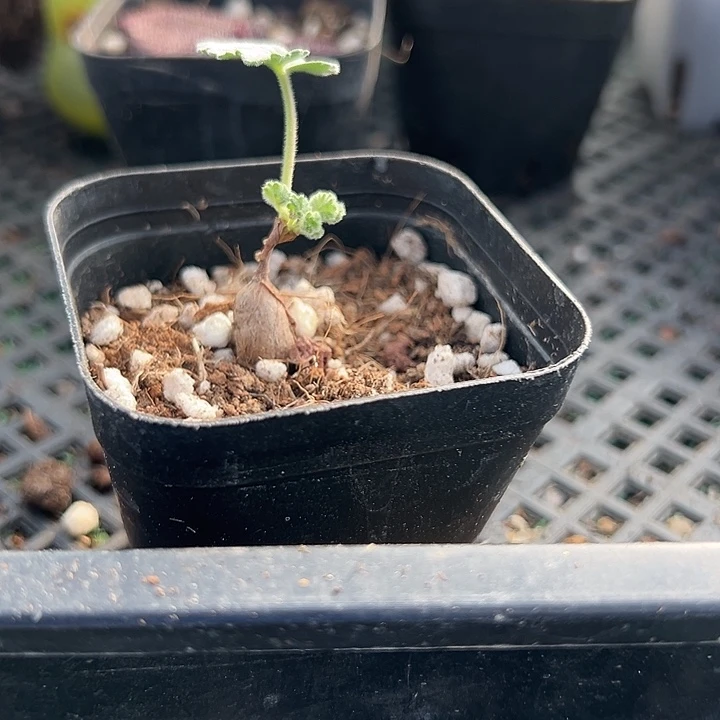 枝干洋奎00，一物一拍，带盆