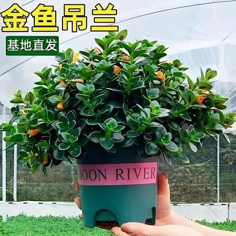 金鱼吊兰盆栽室内花卉好养易活带香味吸甲醛