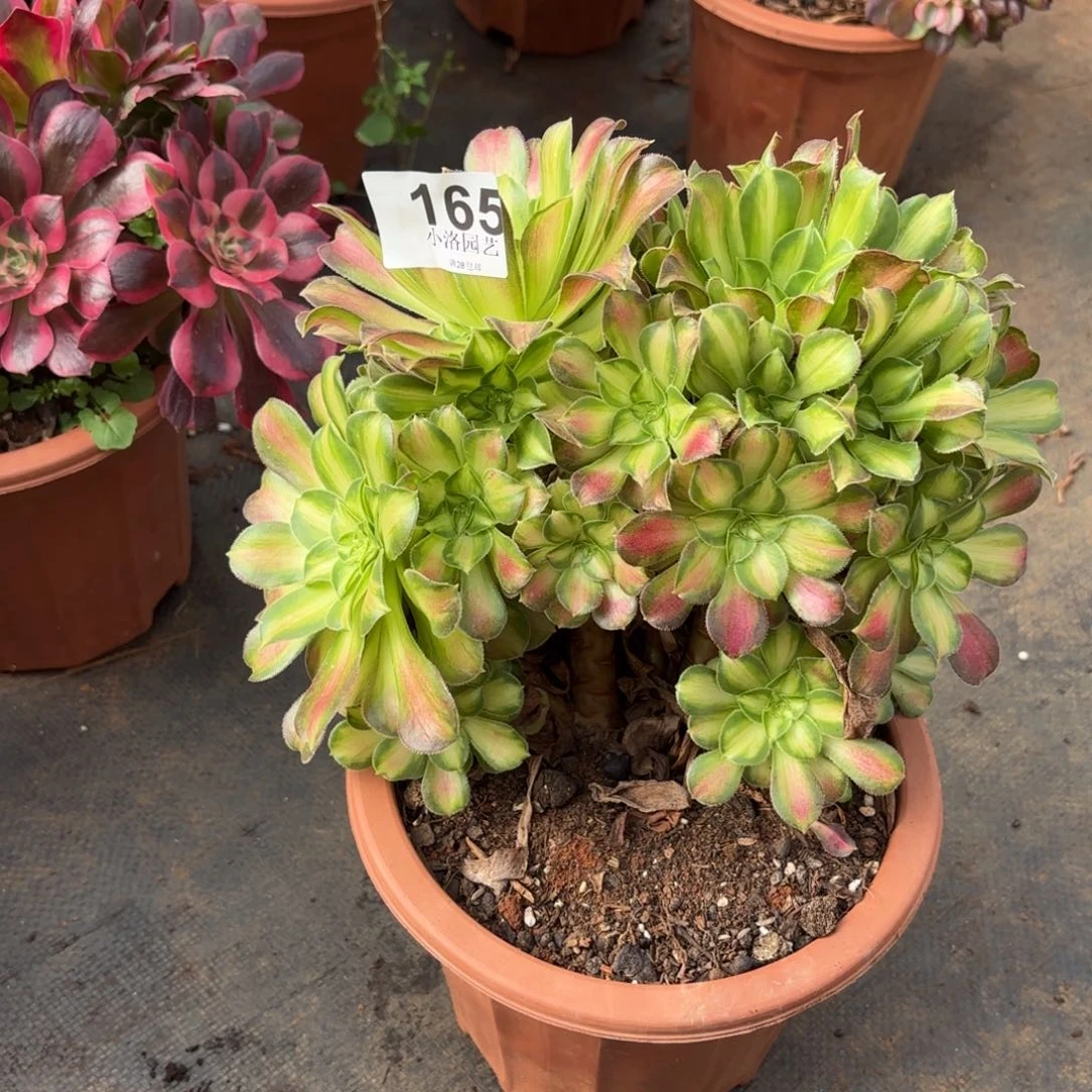 165号韶华朵朵28包邮