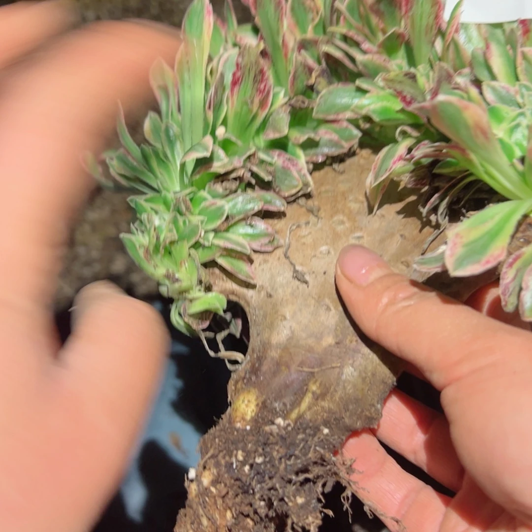 749 号多肉植物法师新年福利