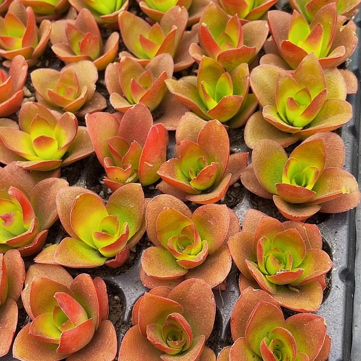 小火鸡1元带土发