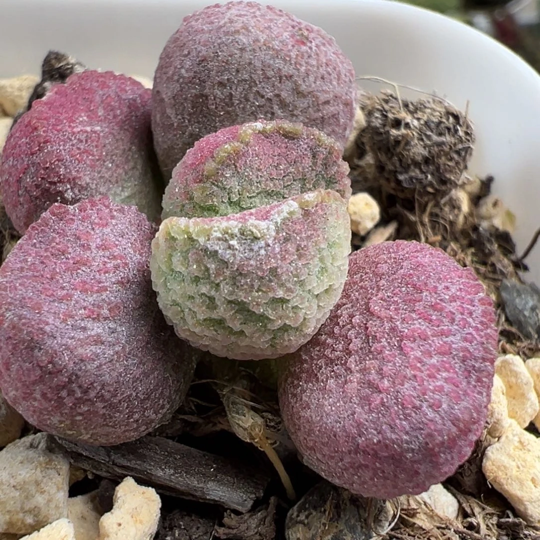 夏娃多头纯木质桩