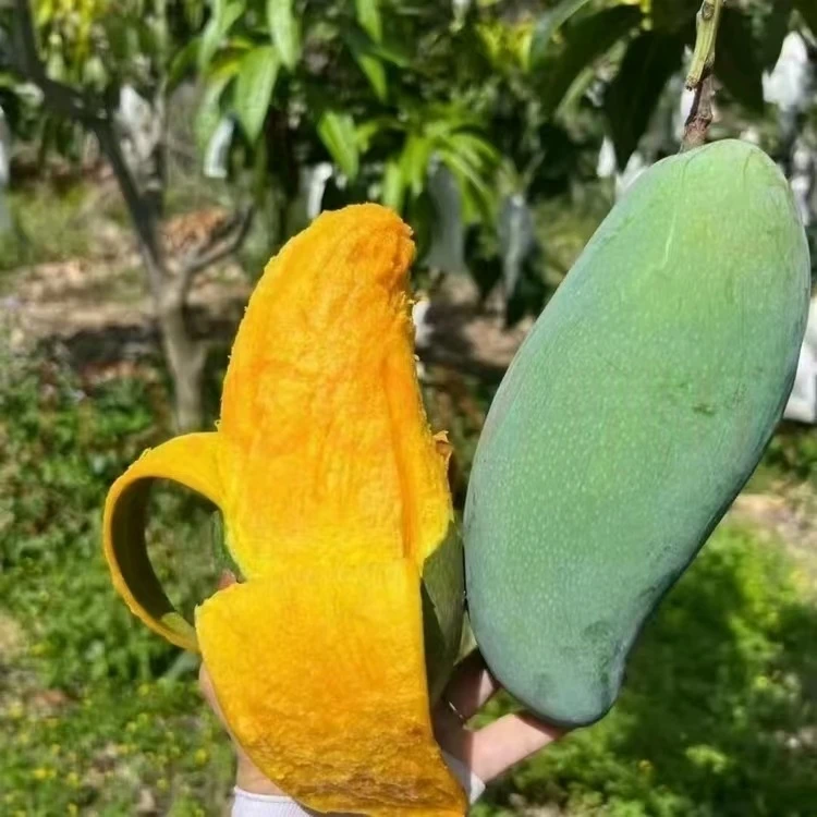 四川攀枝花金煌芒1斤起精品大果礼盒装包邮到家果园产地直发