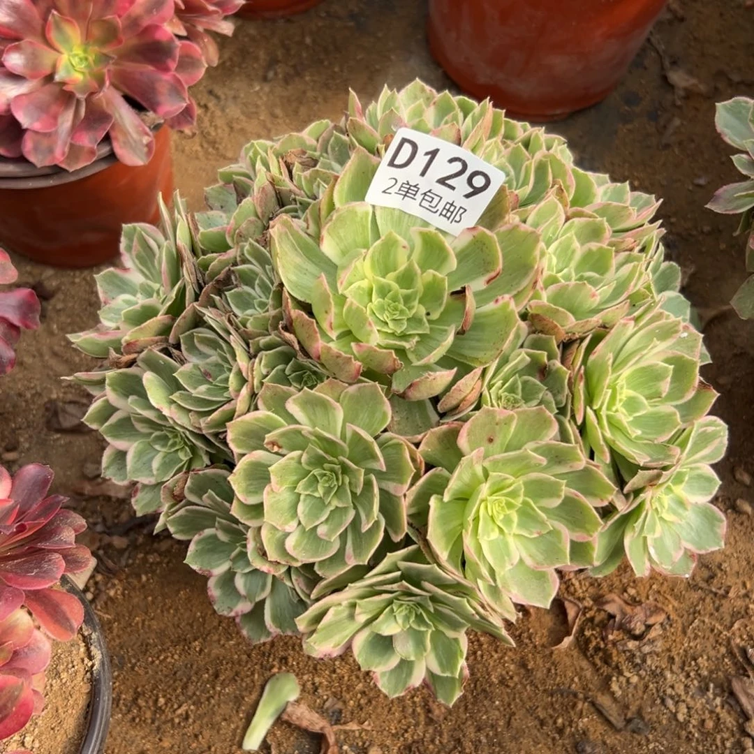 129多肉  水蜜桃不包断头