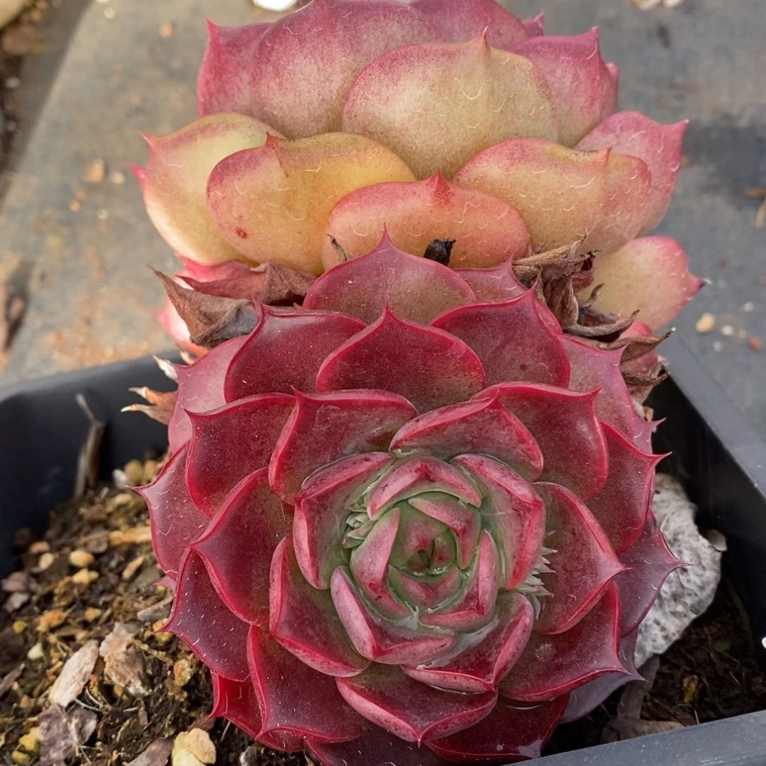 7185杂交多肉老桩