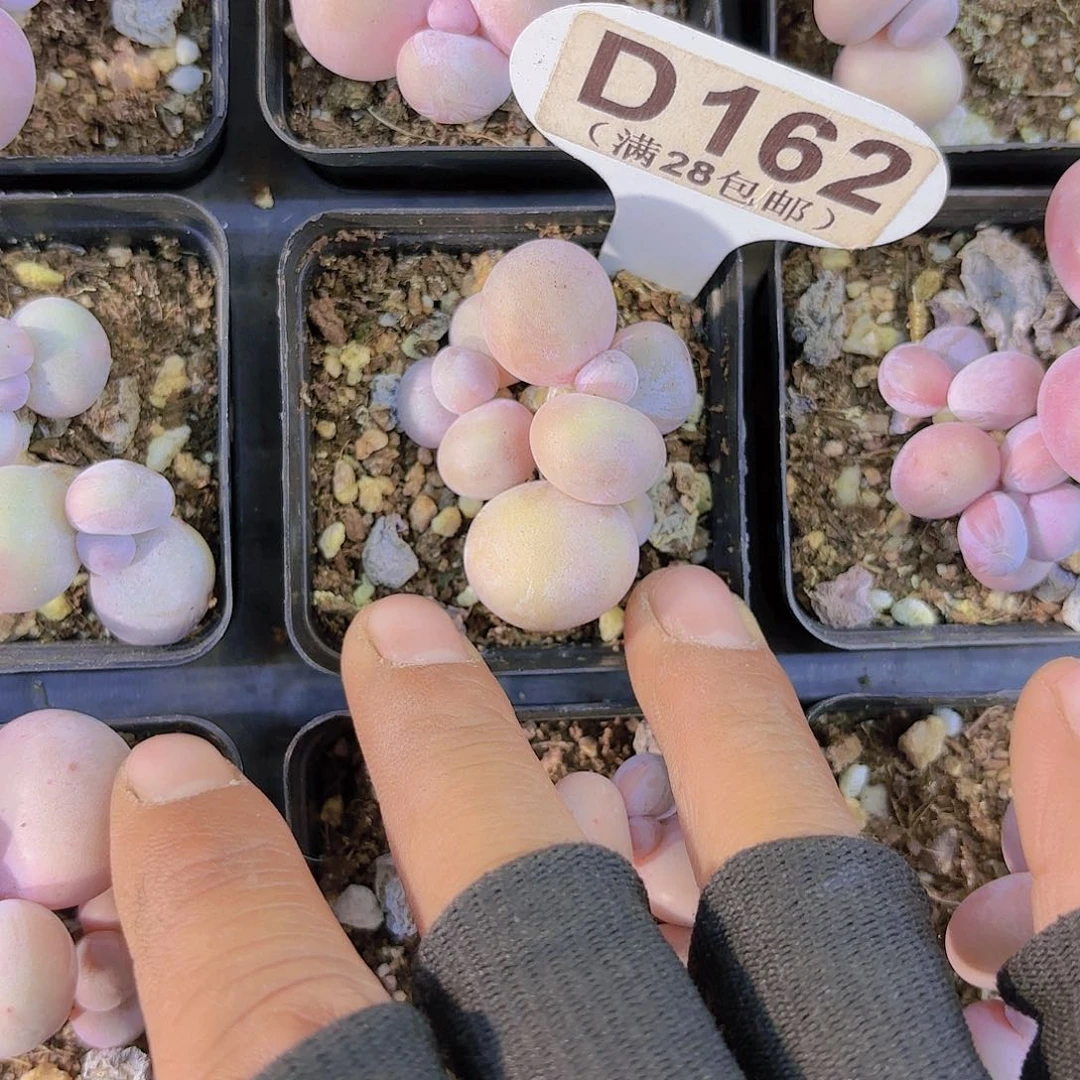 右***?D162三头水光针一物一拍