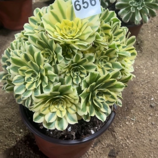 656金丝翡翠多肉植物花花