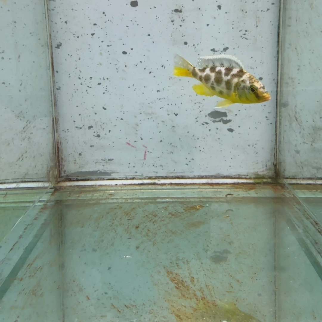 青***驻海水671维纳斯。