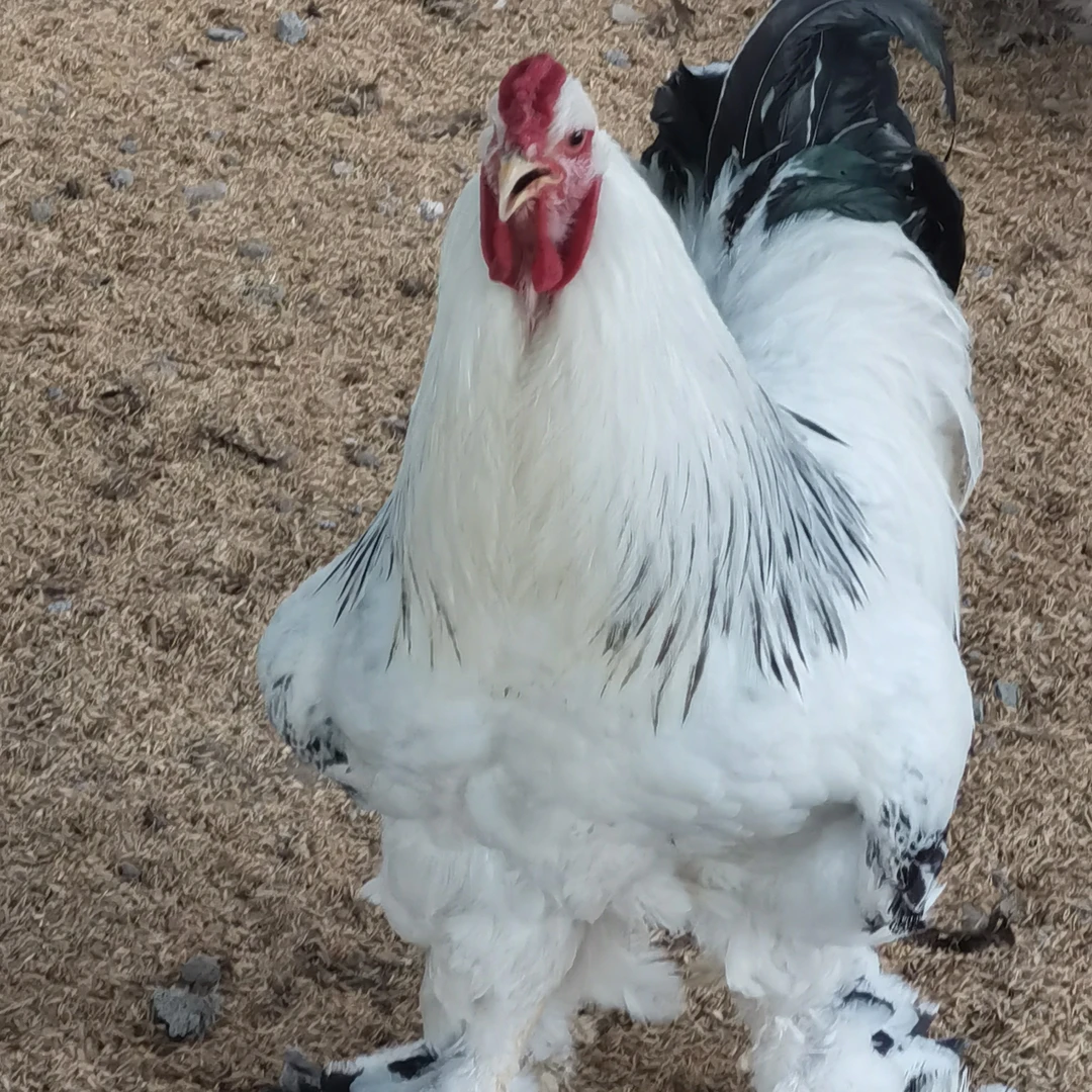 纯正婆罗门鸡.宠物鸡.顺丰发货