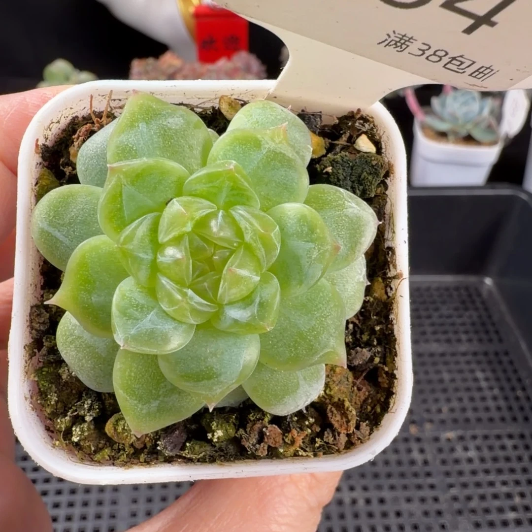 珍妮单头孤品164号