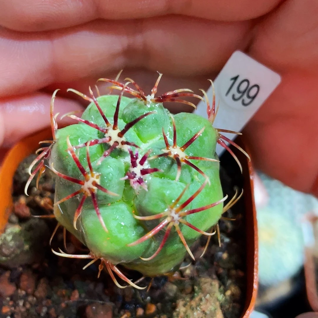 非偏远地区满25包邮仙人球裸根