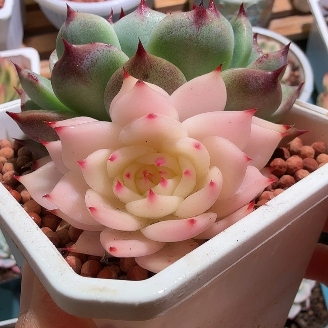 吉娃娃锦阴阳多肉植物