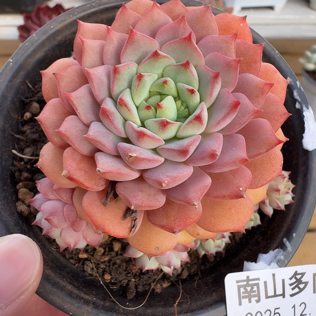 熊猫脸11111129-75