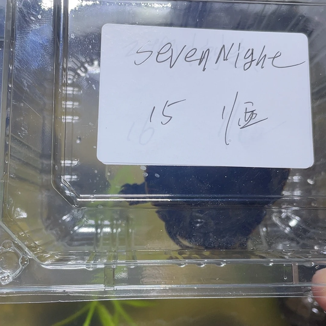 宠物龟不分公母锦