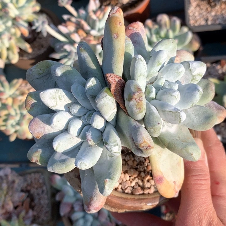 拇指，多肉植物啦啦啦啦啦啦