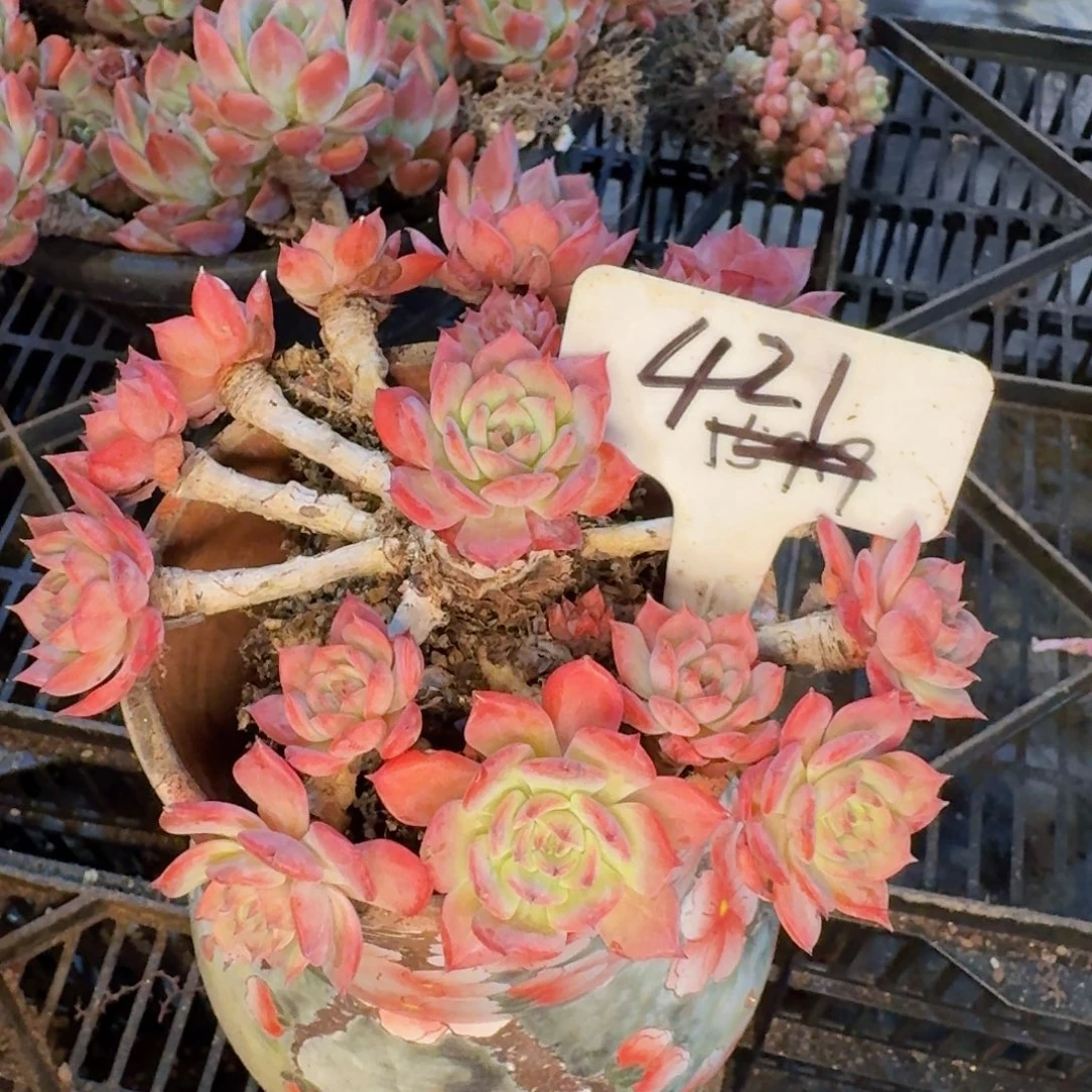 多肉植物和植物的生长发育规律