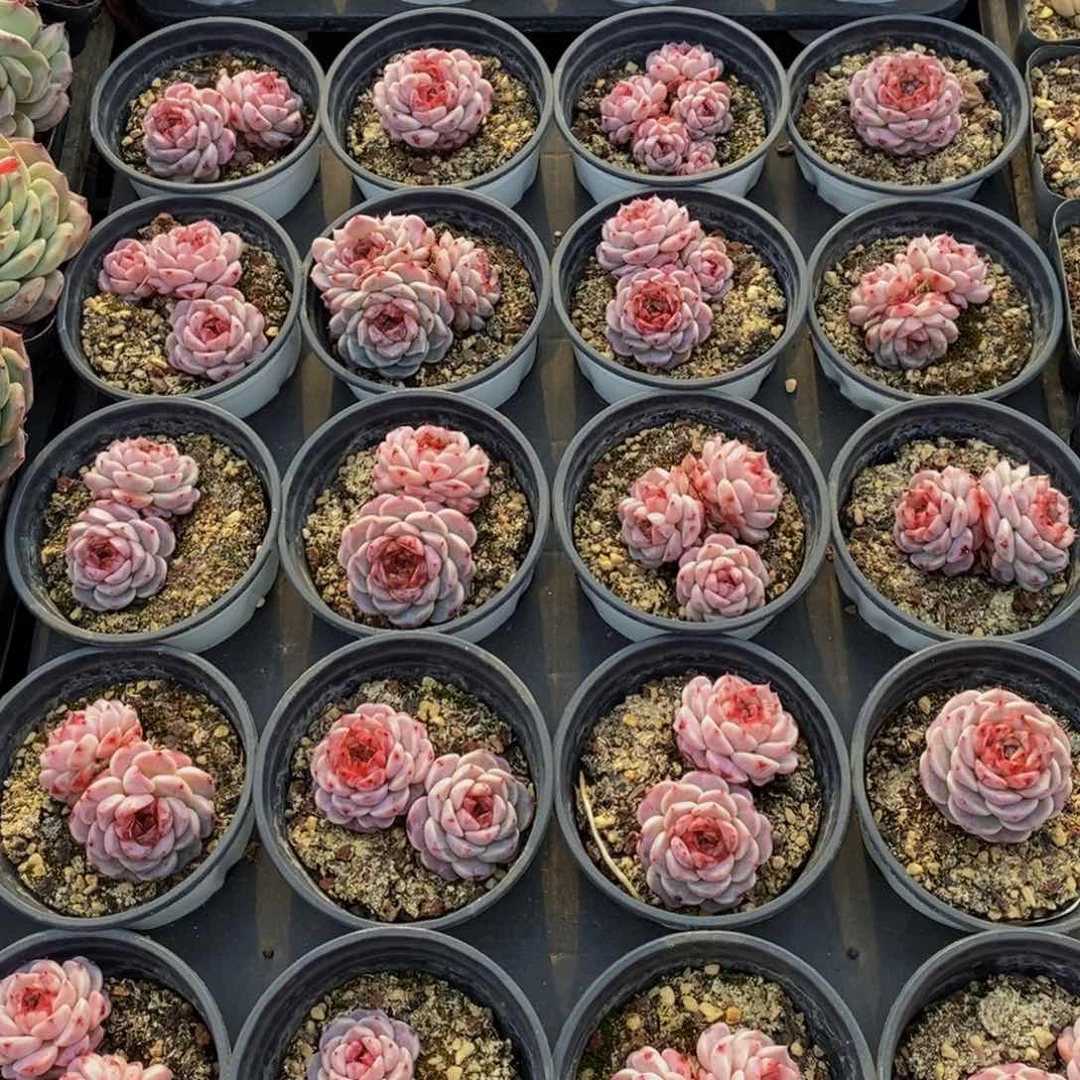 637的人和我一起看电影