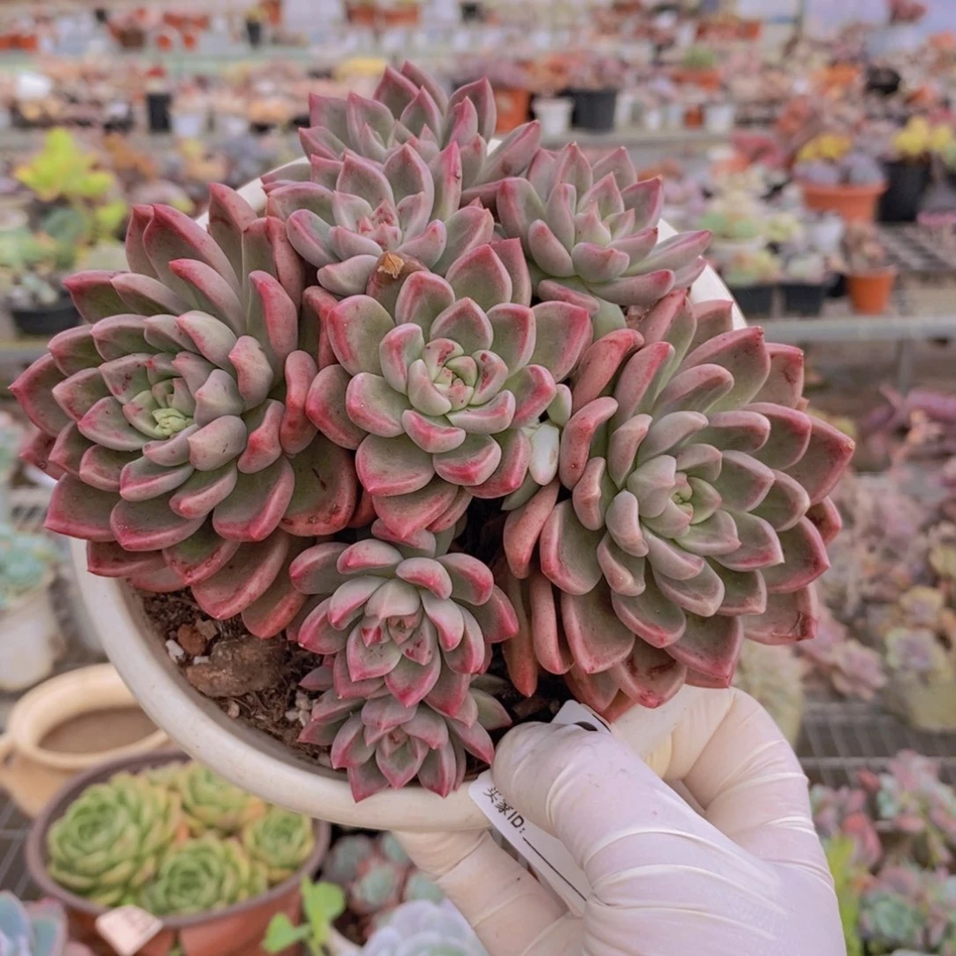 288油漆桶一物一拍