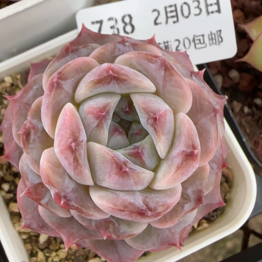 花语逸镜0203-738