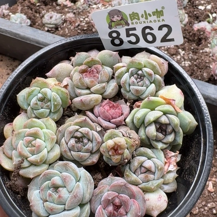 当前无花朵，栽培后可花朵多肉植物多肉植物