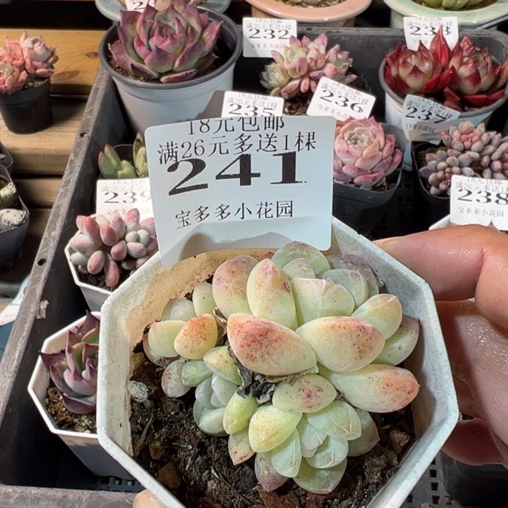 冰玉四头一物一拍多肉满20元包邮