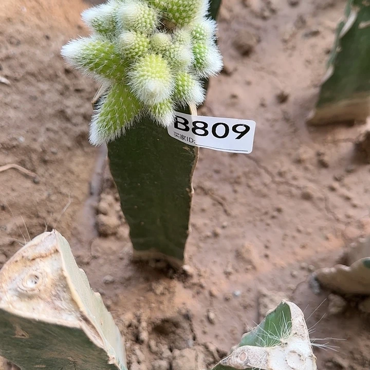 ?****?嫁接九尾狐锦809