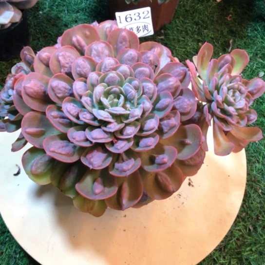 雨滴，1632，一物一拍