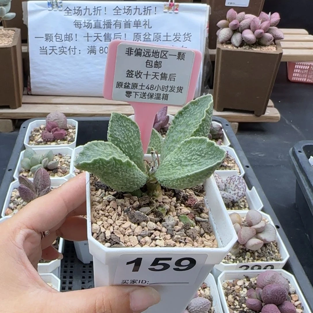 159绿皮多肉植物微瑕