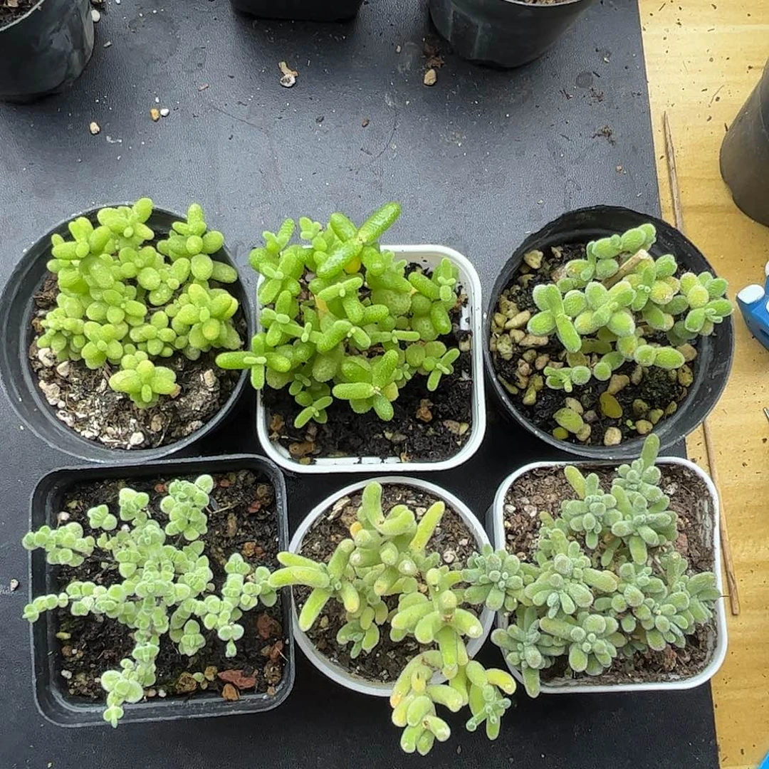 19新手套餐6颗组合优选