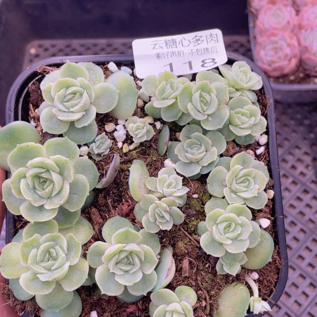云糖心多肉植物118