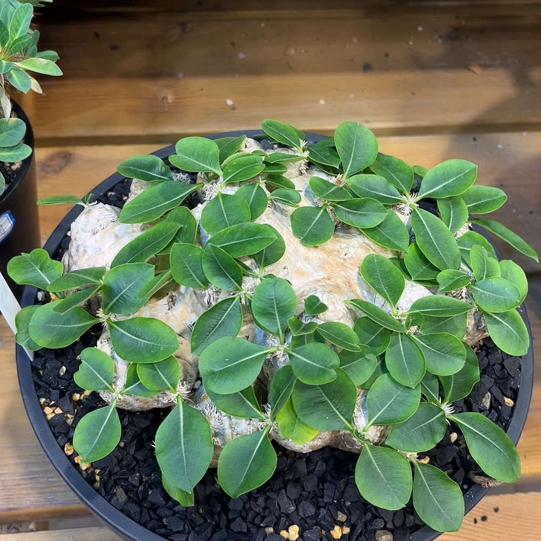 潮流植物 惠比须笑