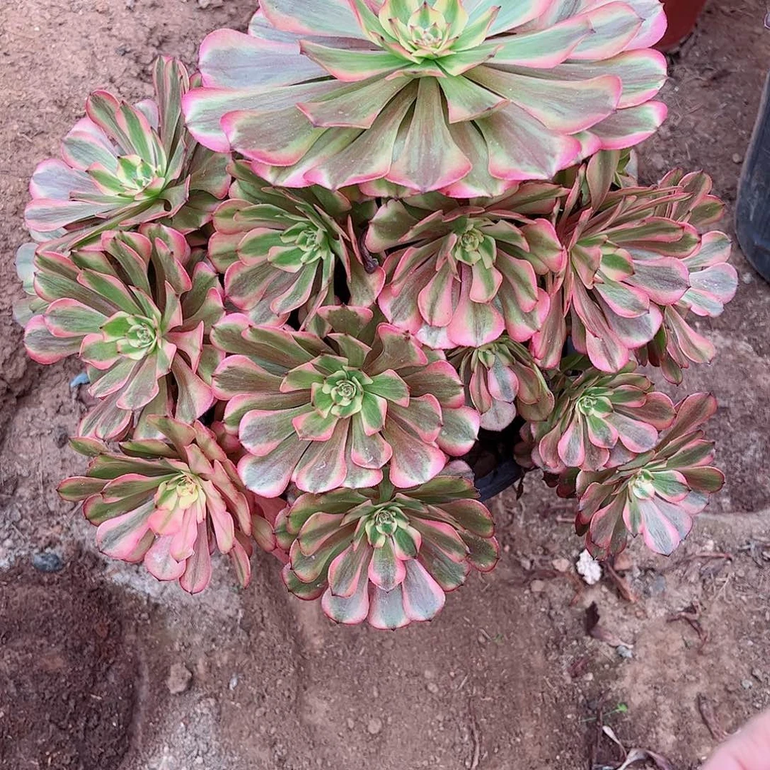 无花朵多肉植物541