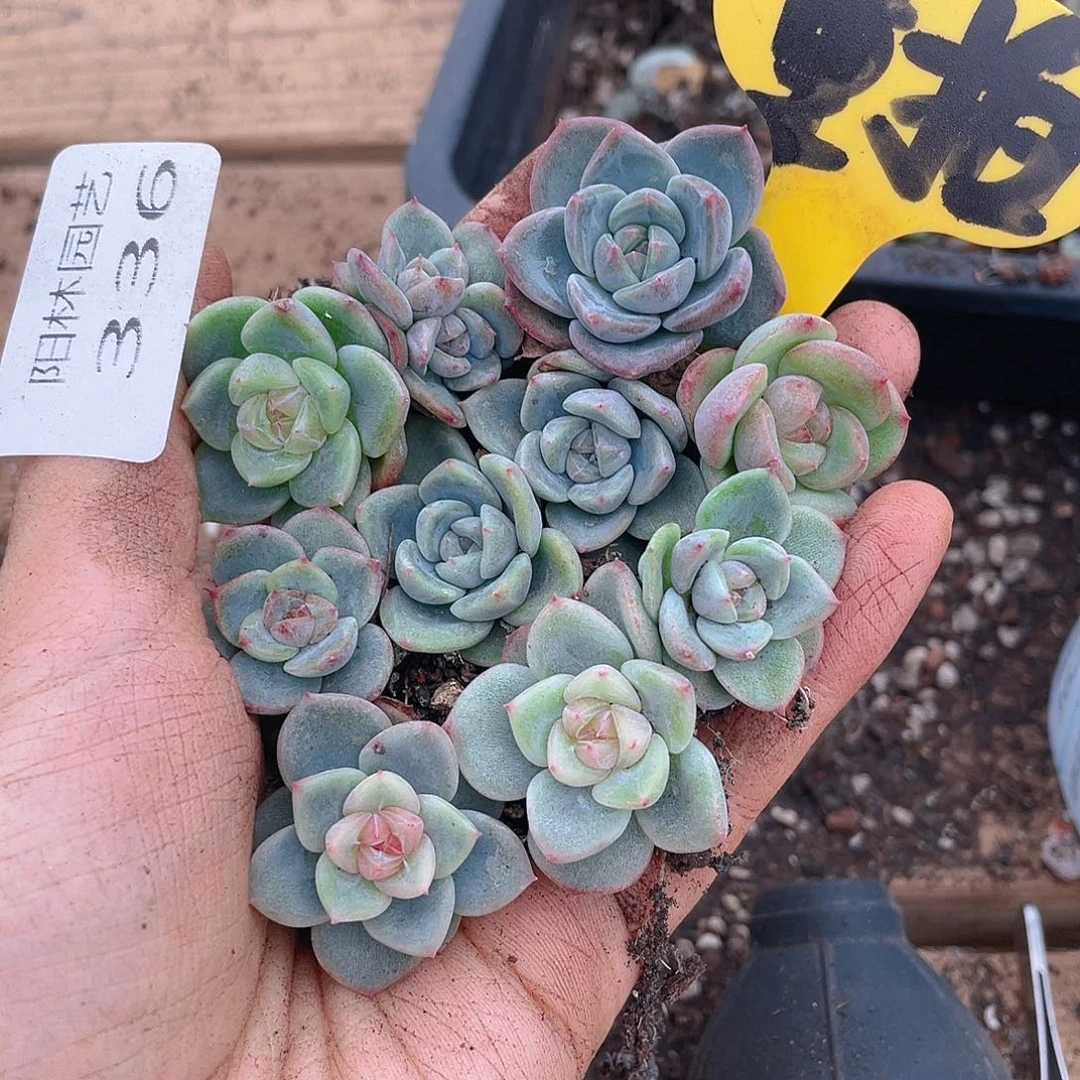 量拍多肉植物多肉植物336