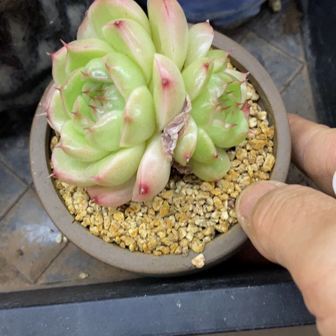 精品多肉一物一拍不包整174
