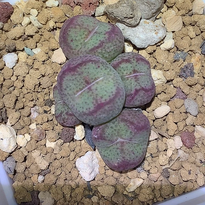 精品多肉植物精品大型园艺猴脸
