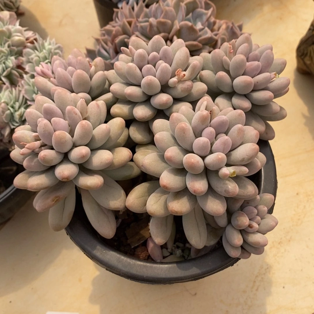 汤圆群生多肉多肉