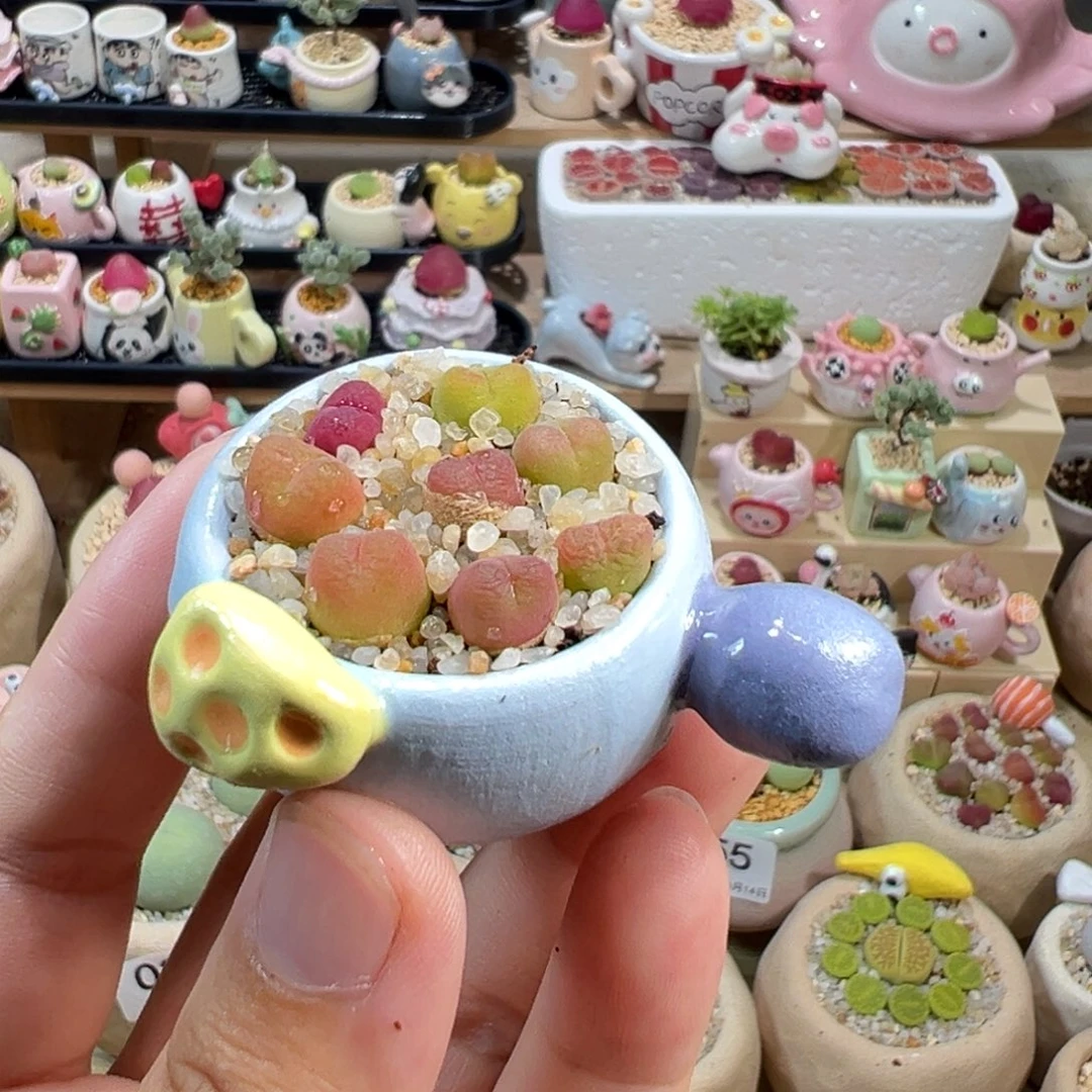 多肉植物60号拇指盆