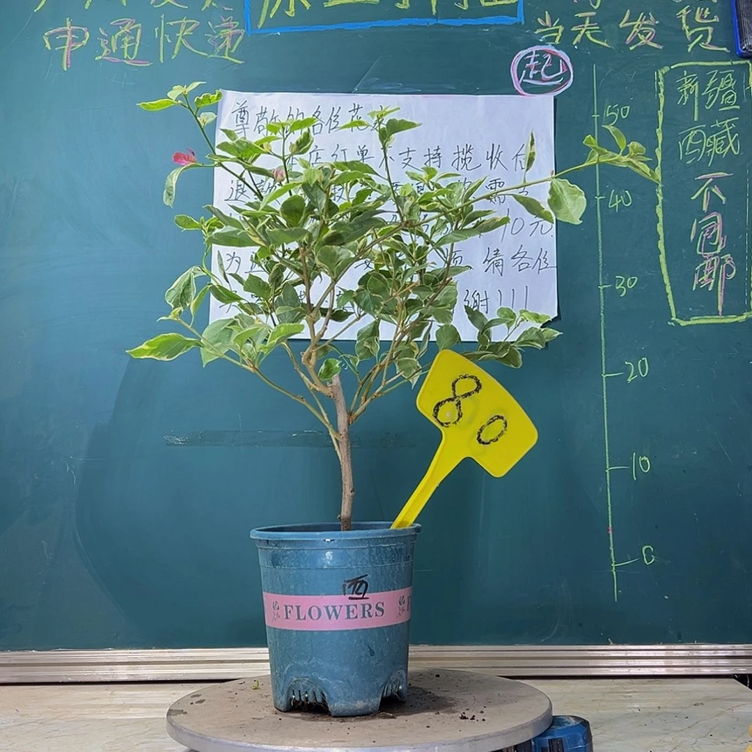 当前无花栽培后可以开花 斑叶西瓜  80