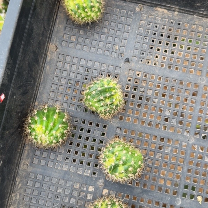226丽花阳光明媚锦歪3公分无根侧牙，20包邮