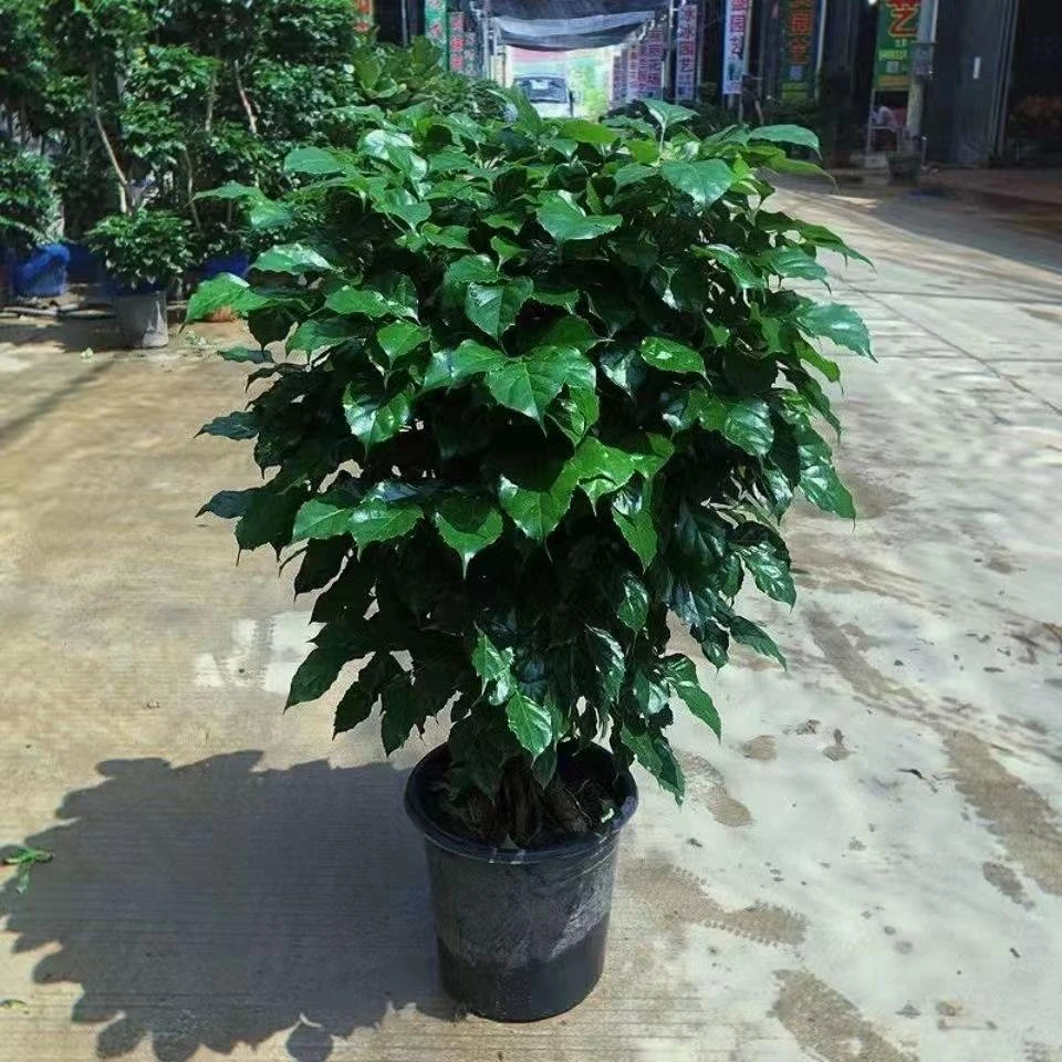 幸福树盆栽绿宝大型绿植客厅室内四季常青吸甲醛植物办公室