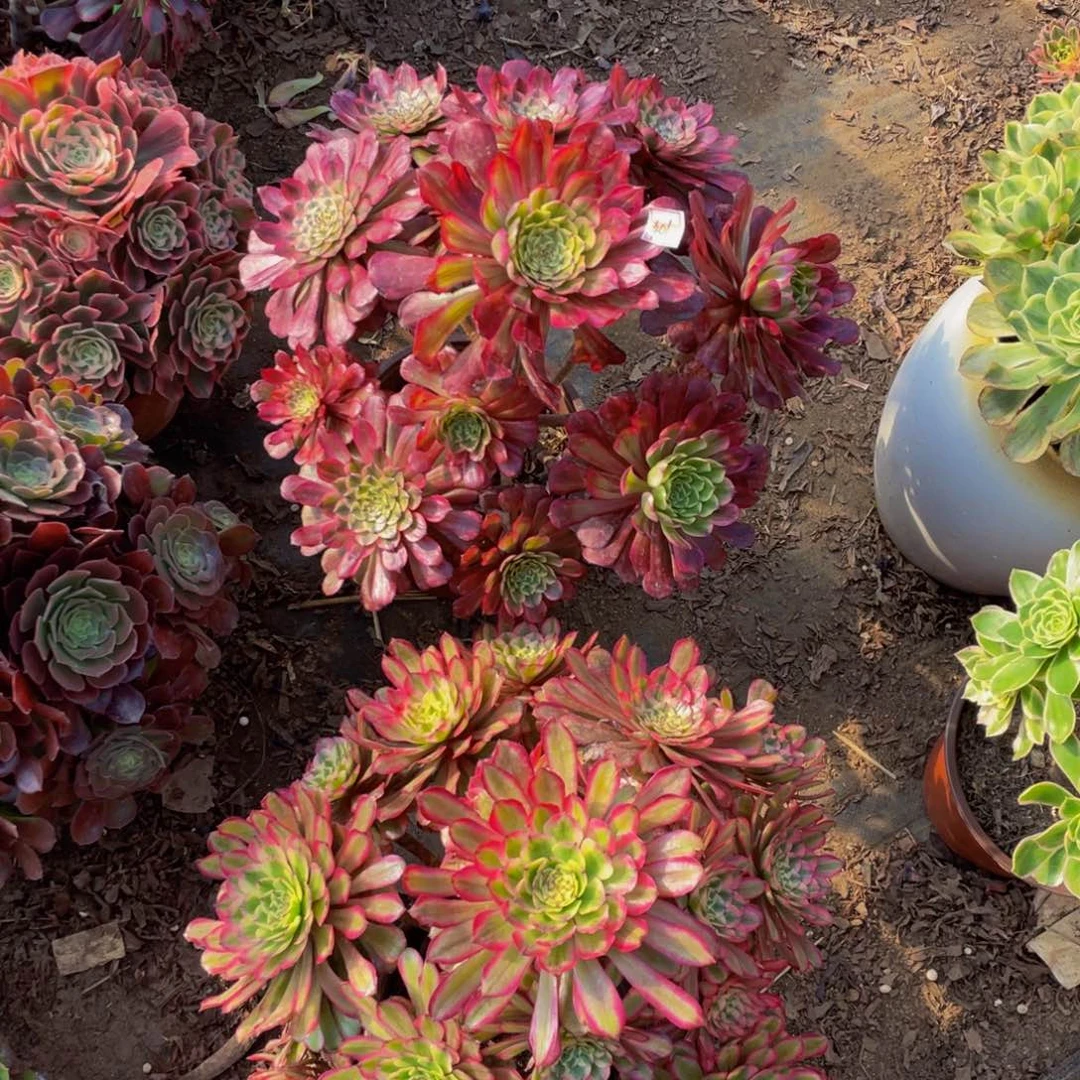 402鲜花老桩一对401