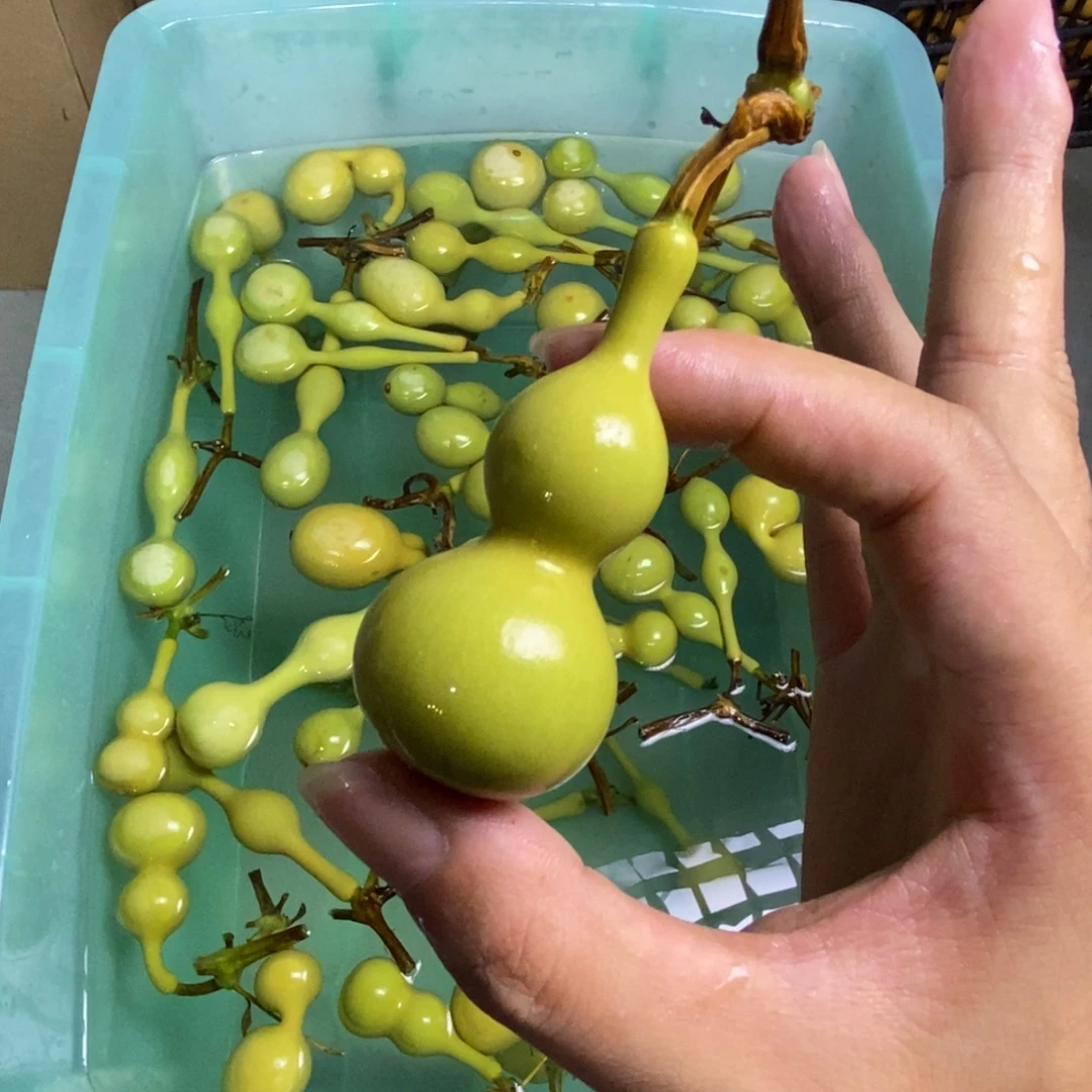 二***哥大叶紫檀（黑酸枝木类）