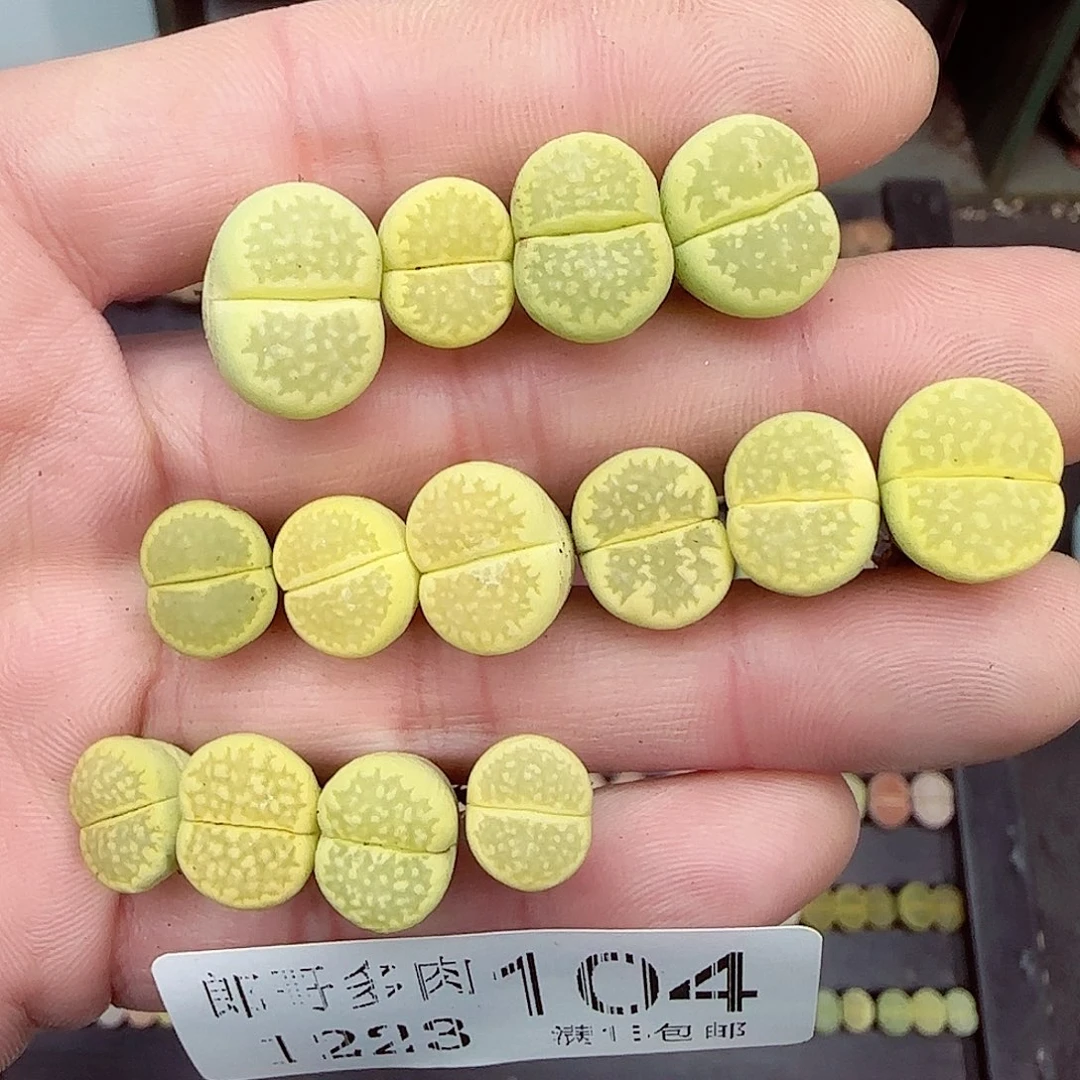 满满28包邮1223-104